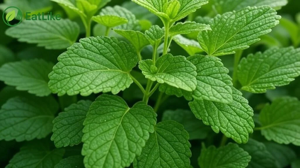 Close-up of fresh lemon balm (Melissa officinalis) leaves used to brew weight-loss tea.